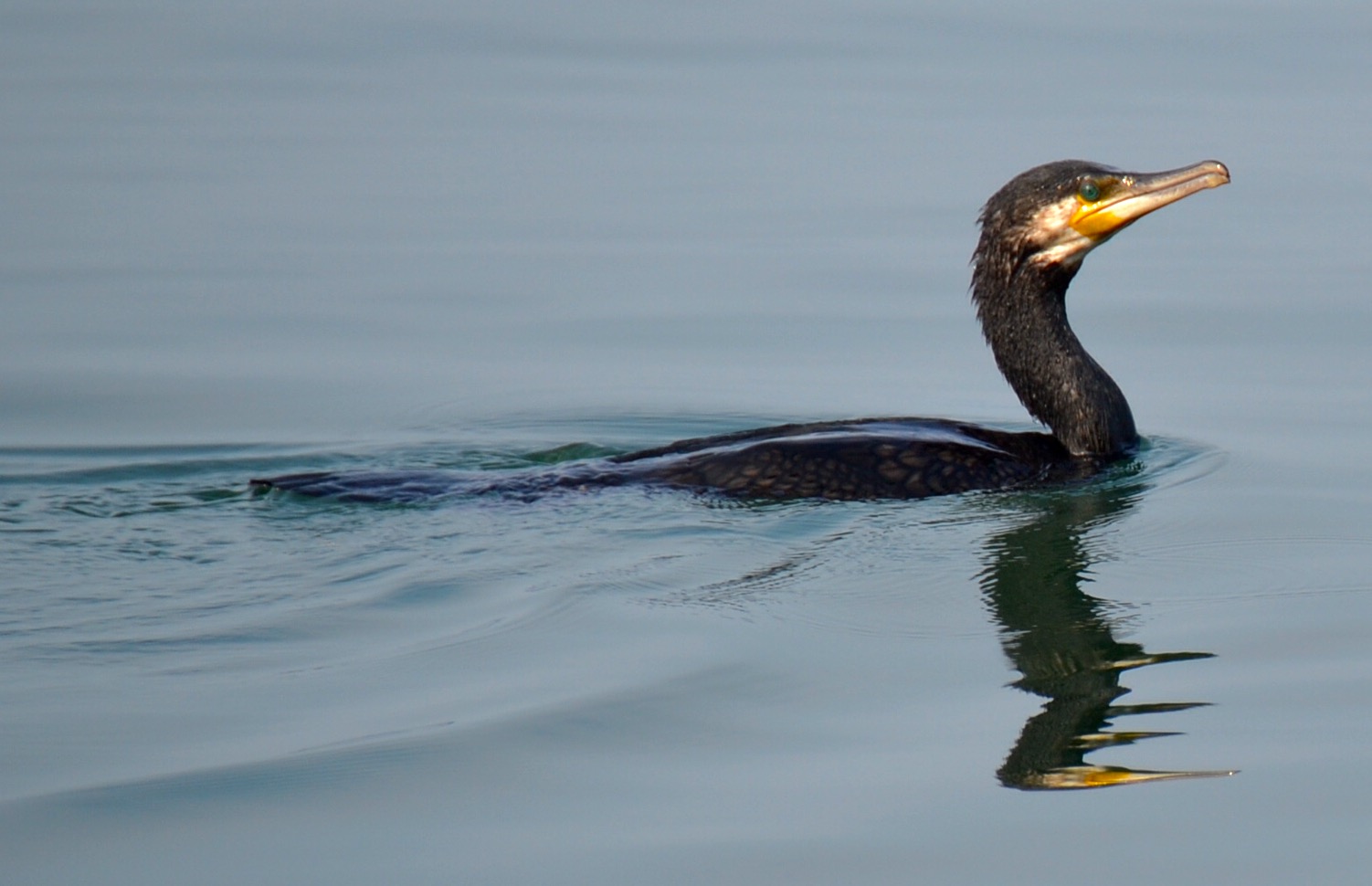 Cormorano a Montisola