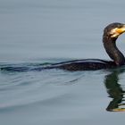 Cormorano a Montisola