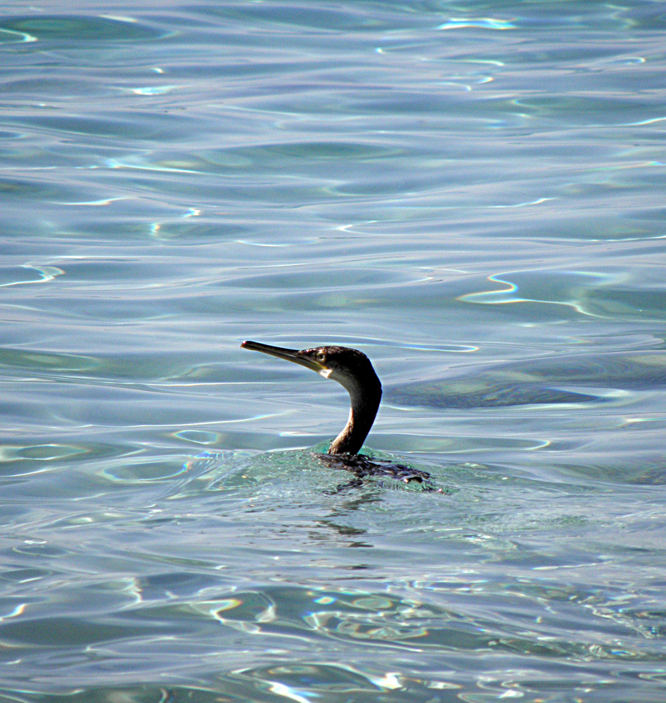 Cormorano ..... a pesca