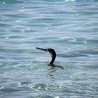 Cormorano ..... a pesca