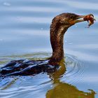 Cormorano a pesca