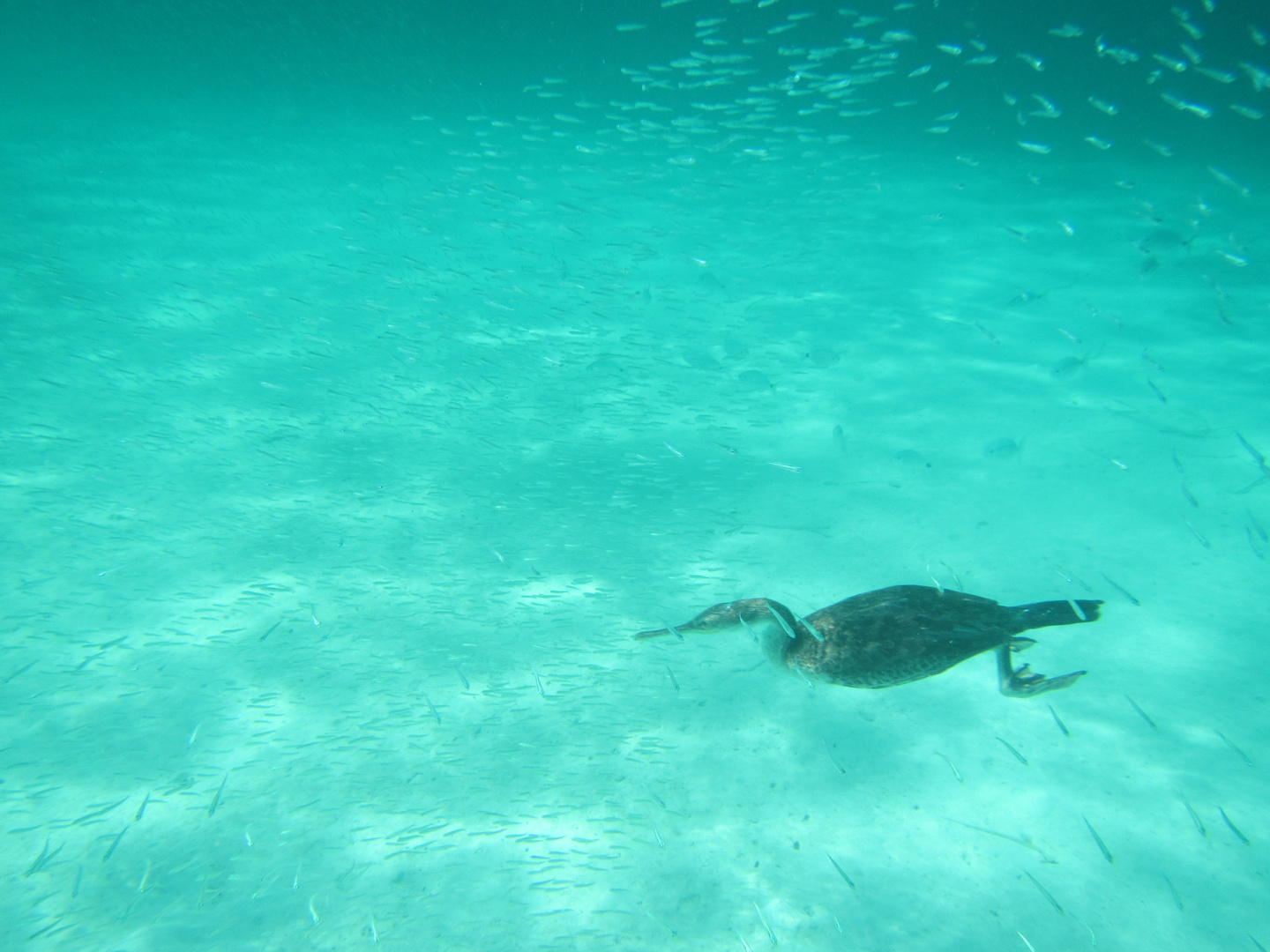 cormorano a pesca