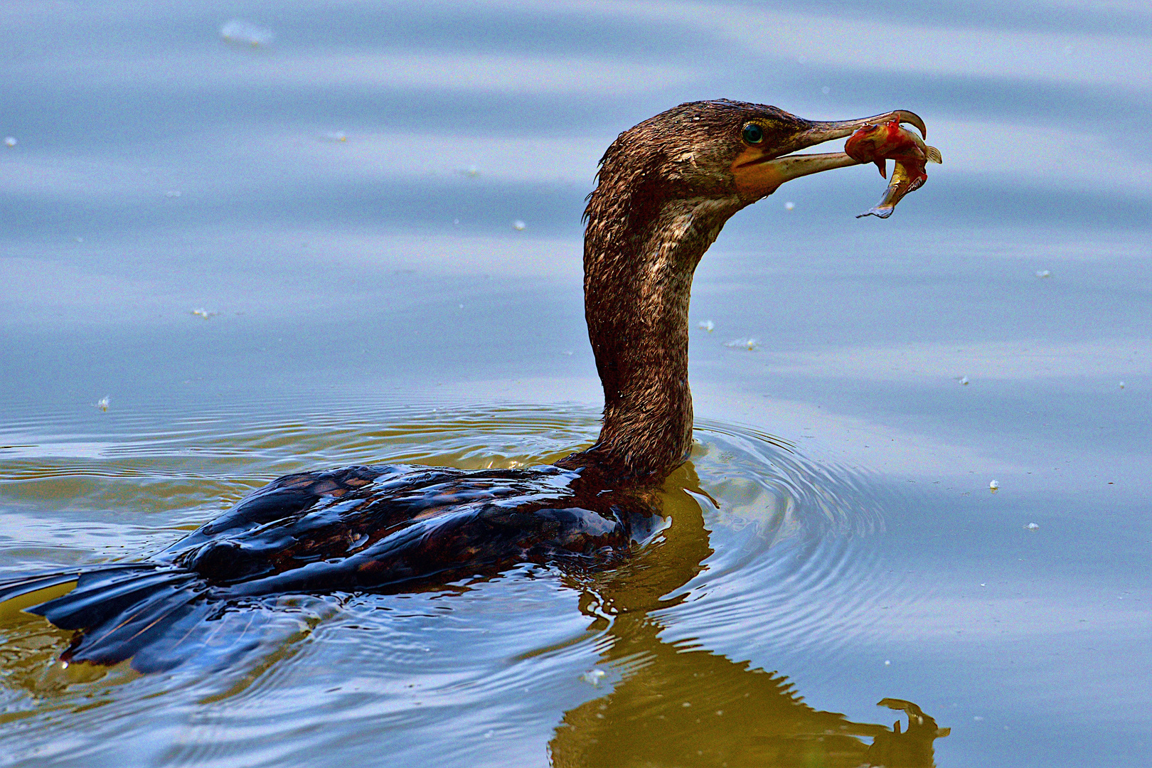 Cormorano a pesca