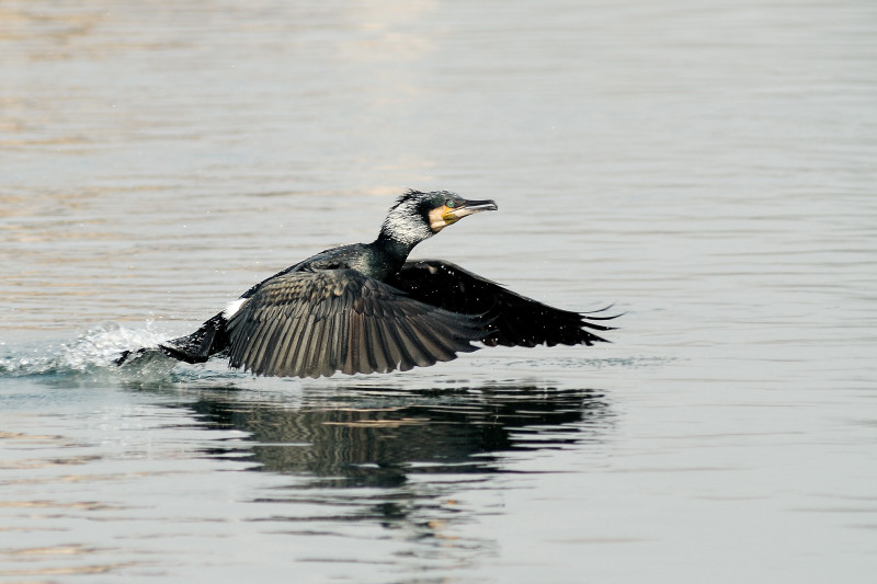 Cormorano