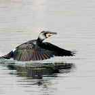 Cormorano