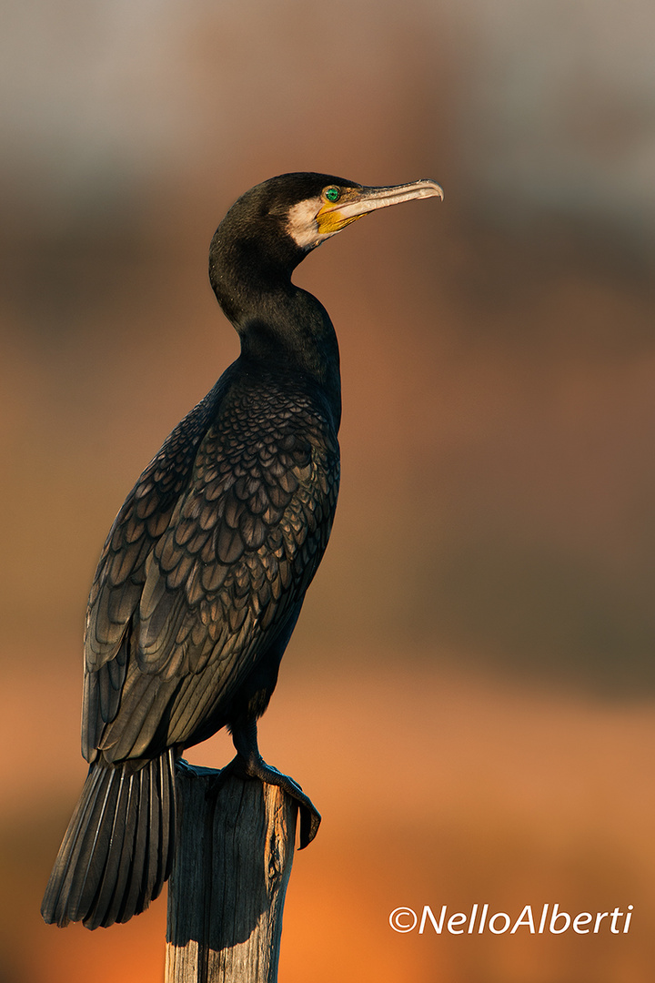 Cormorano al tramonto