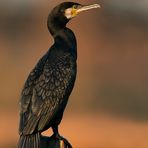 Cormorano al tramonto