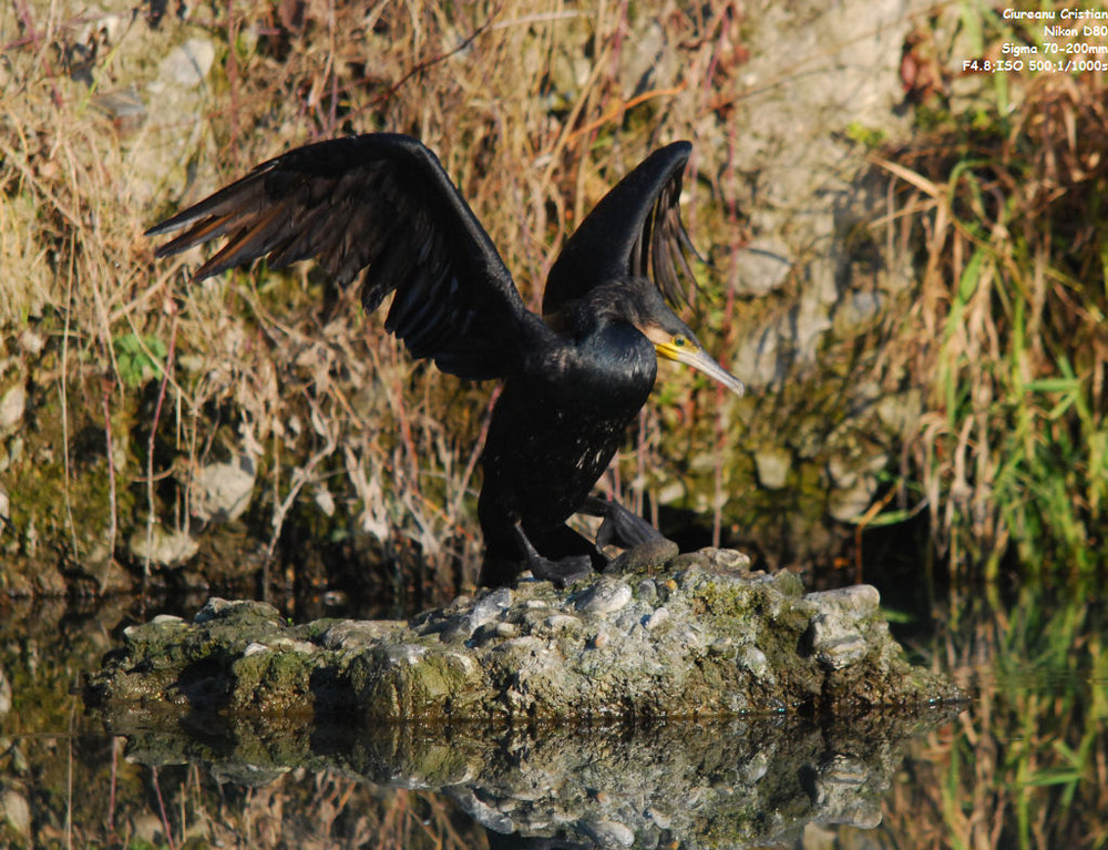 Cormorano alla pesca