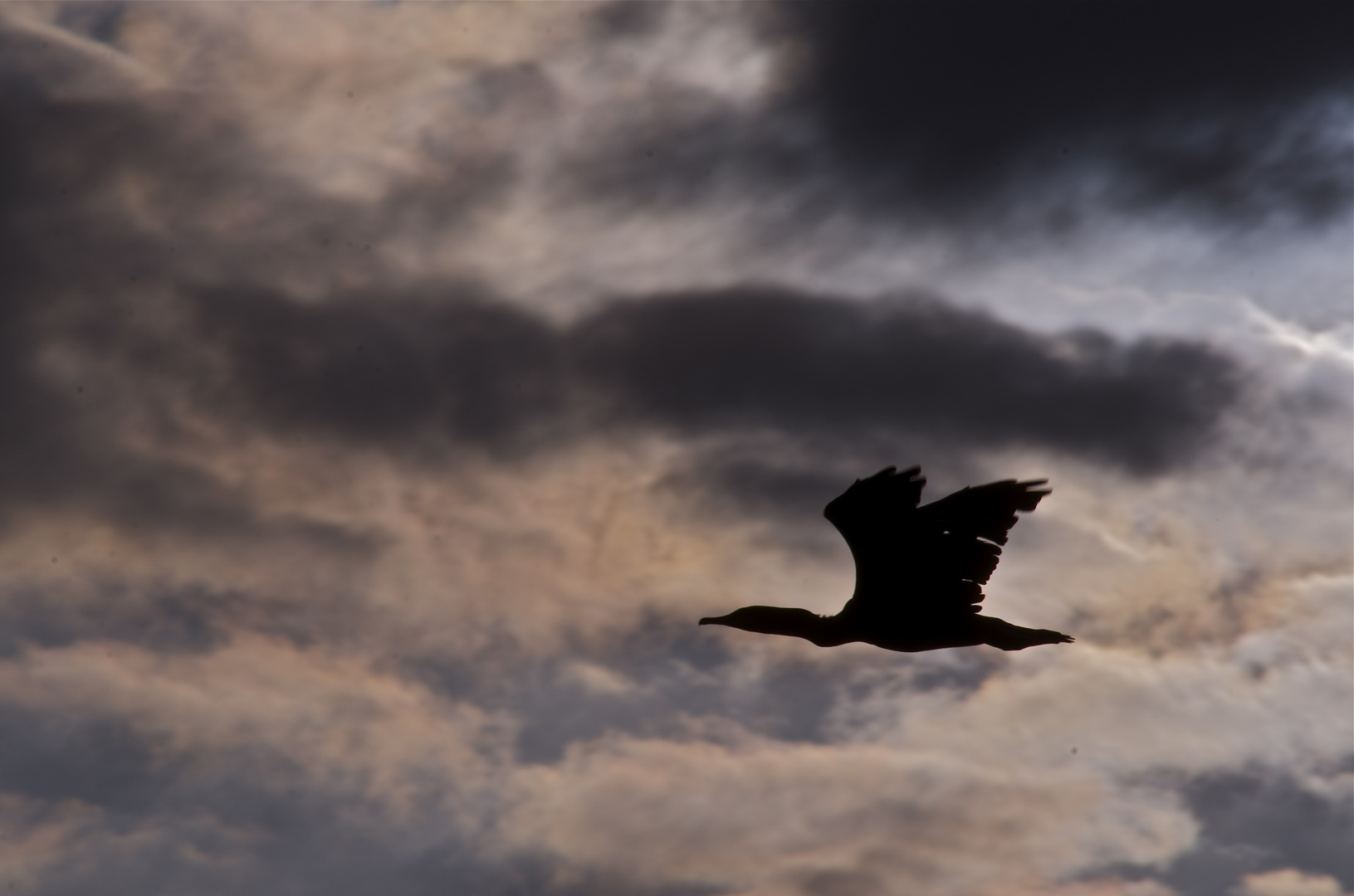 Cormorano all'alba