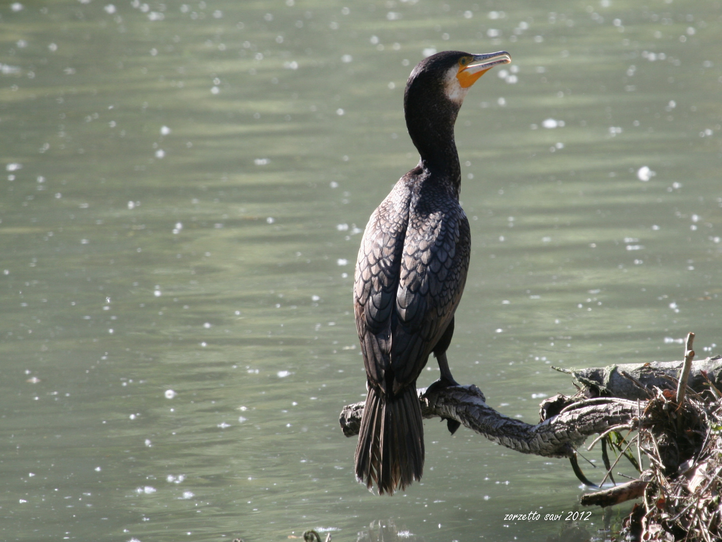 cormorano attento