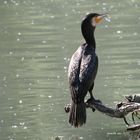 cormorano attento