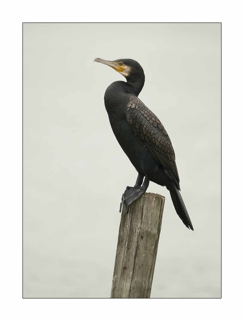 CORMORANO.......