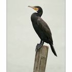 CORMORANO.......