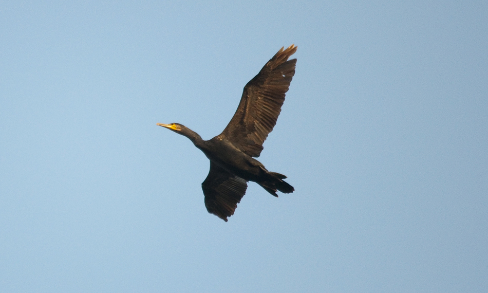 CORMORANO