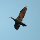 CORMORANO