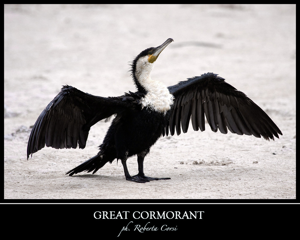 - cormorano comune -