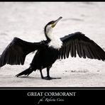 - cormorano comune -