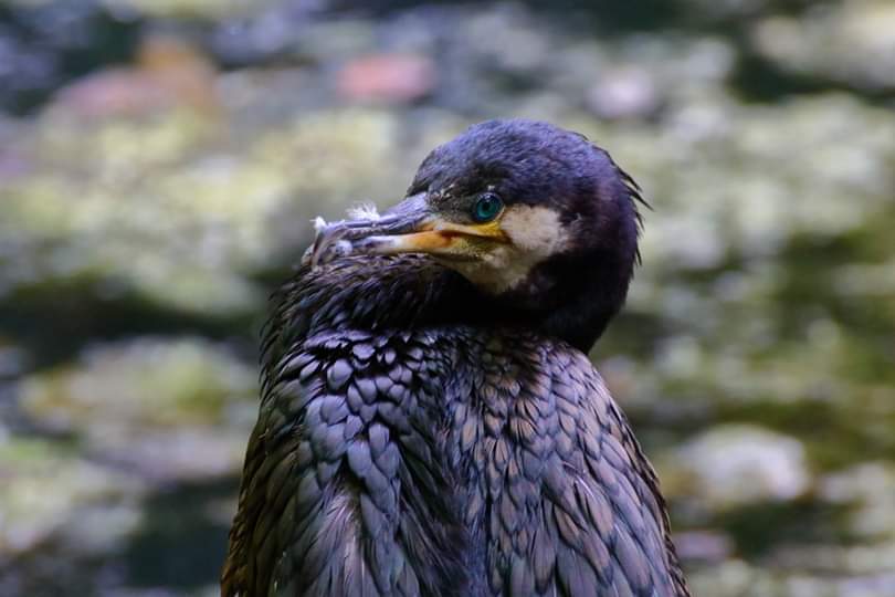 Cormorano Comune