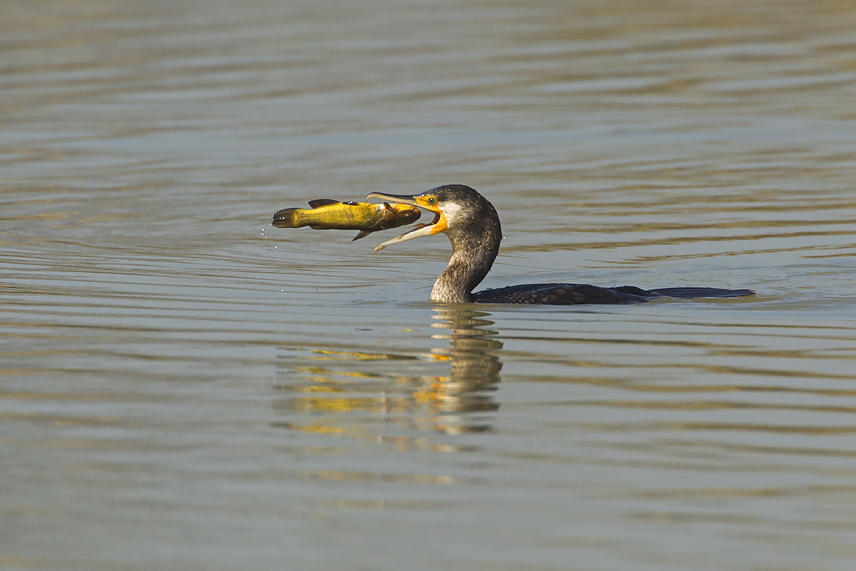 Cormorano comune (Marangone)