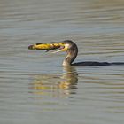 Cormorano comune (Marangone)