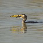 Cormorano comune (Marangone)