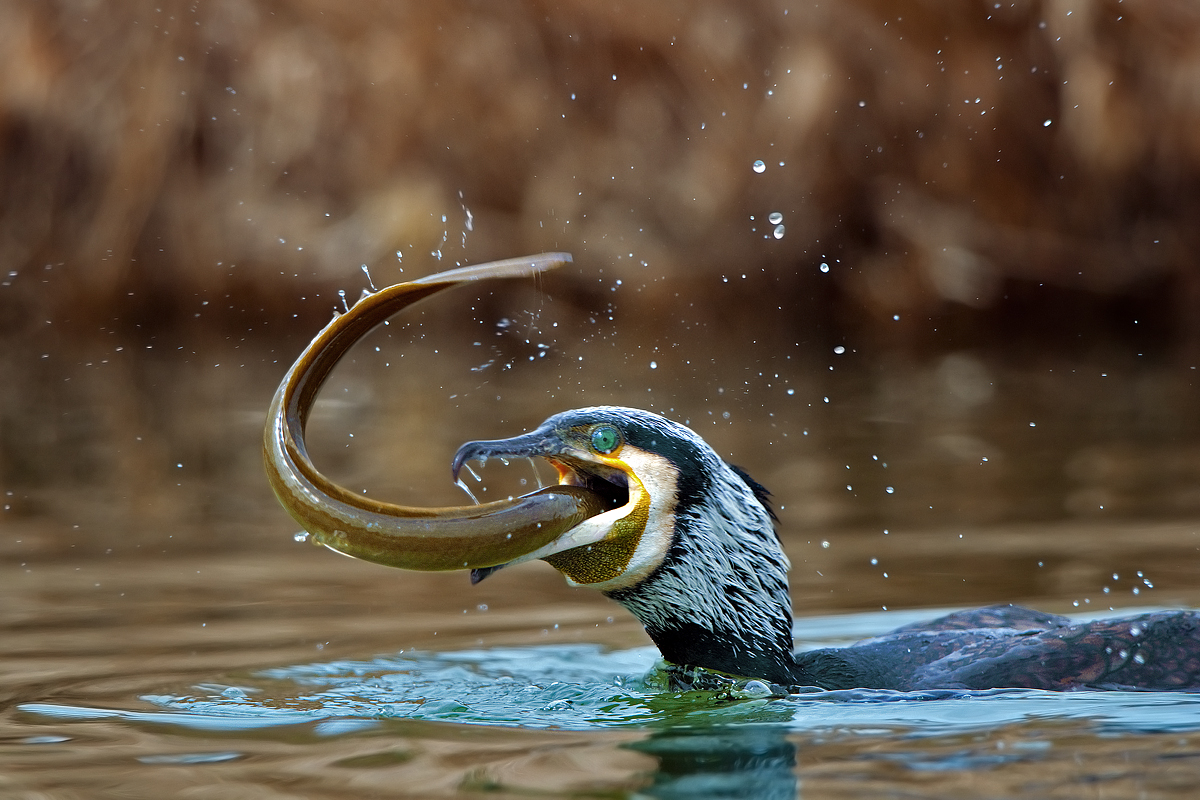 cormorano con anguilla 2