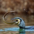 cormorano con anguilla 2