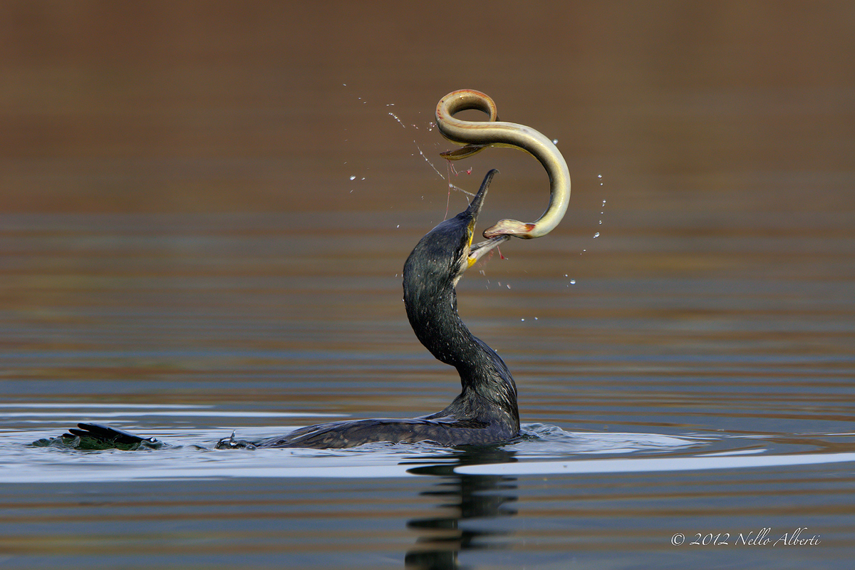 cormorano con anguilla insanguinata