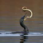 cormorano con anguilla insanguinata