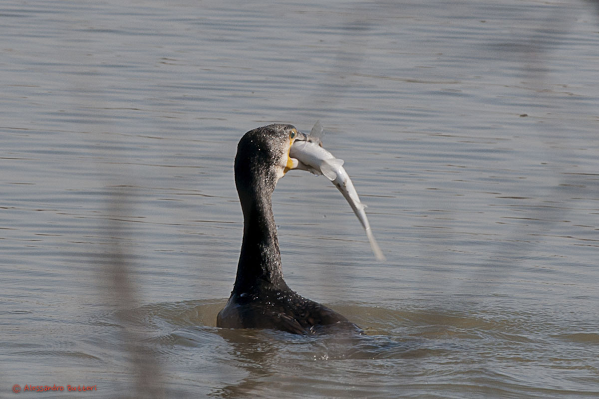 cormorano con pesce