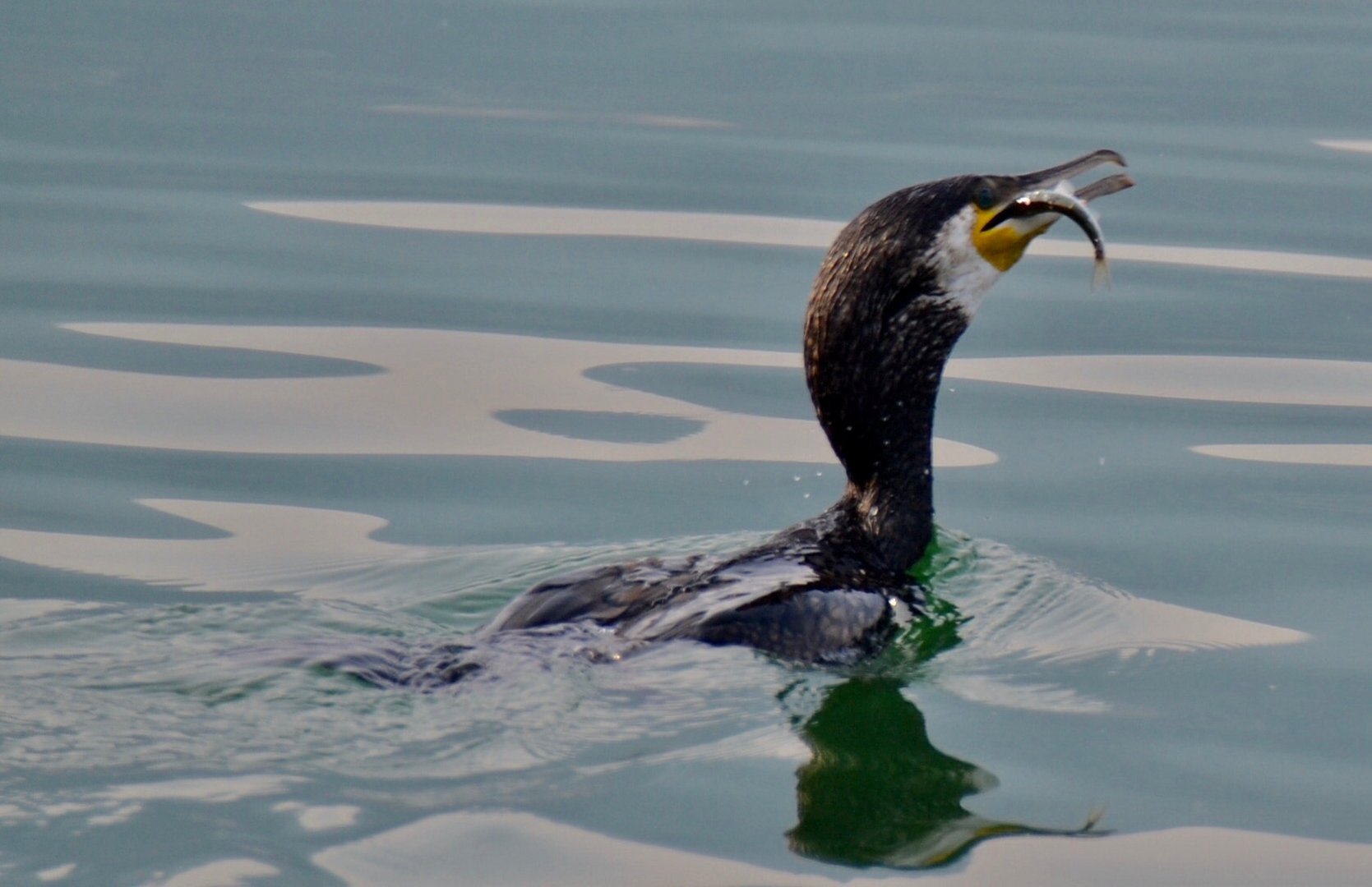 Cormorano con pesciolino 