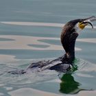 Cormorano con pesciolino 