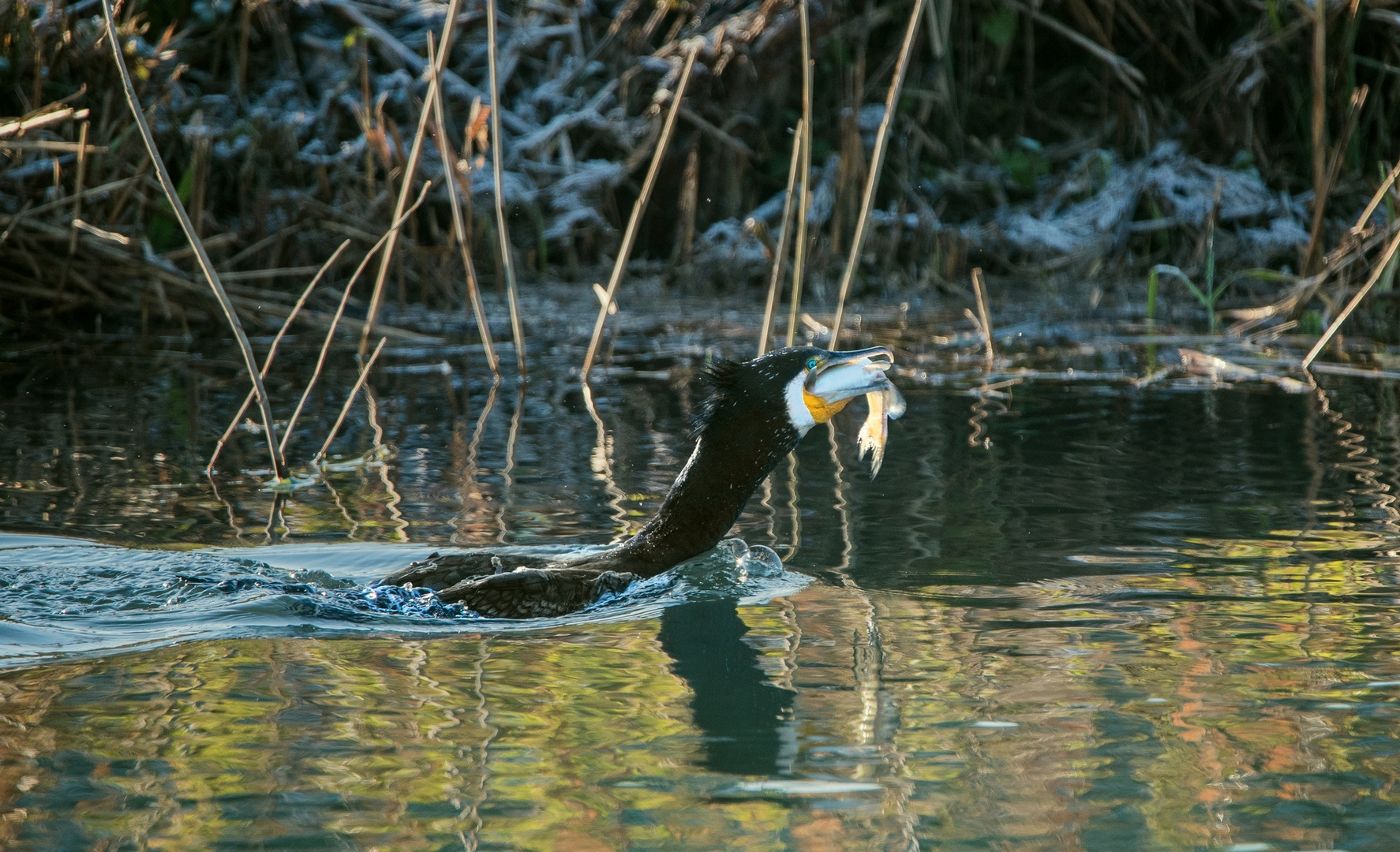 Cormorano con preda