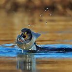 Cormorano con spigola