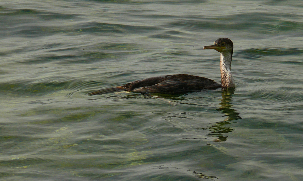 Cormorano