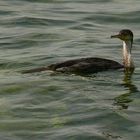 Cormorano