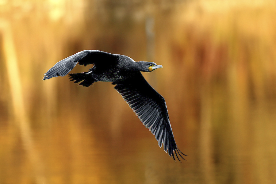 Cormorano d'autunno