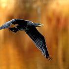 Cormorano d'autunno