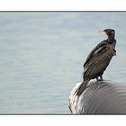 CORMORANO