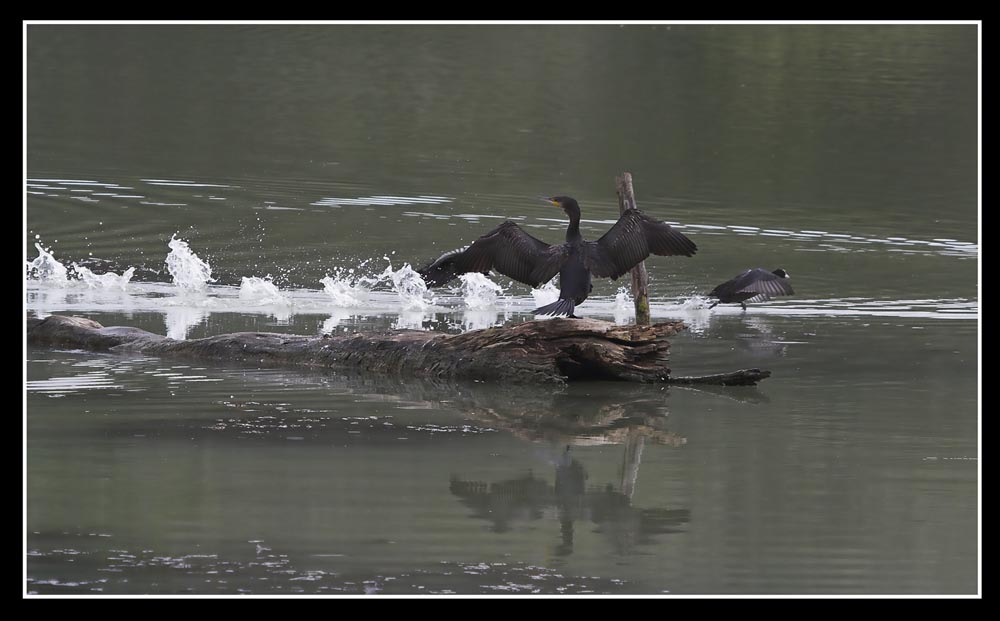 Cormorano e Folaga