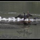 Cormorano e Folaga