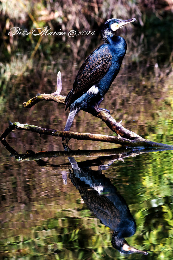 Cormorano