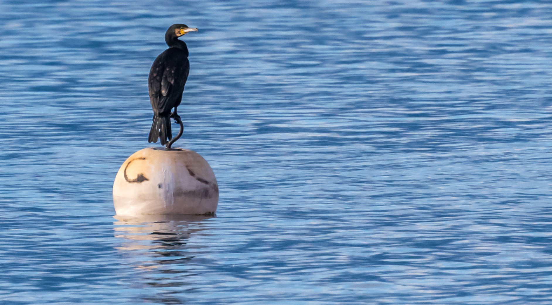 Cormorano