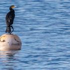 Cormorano