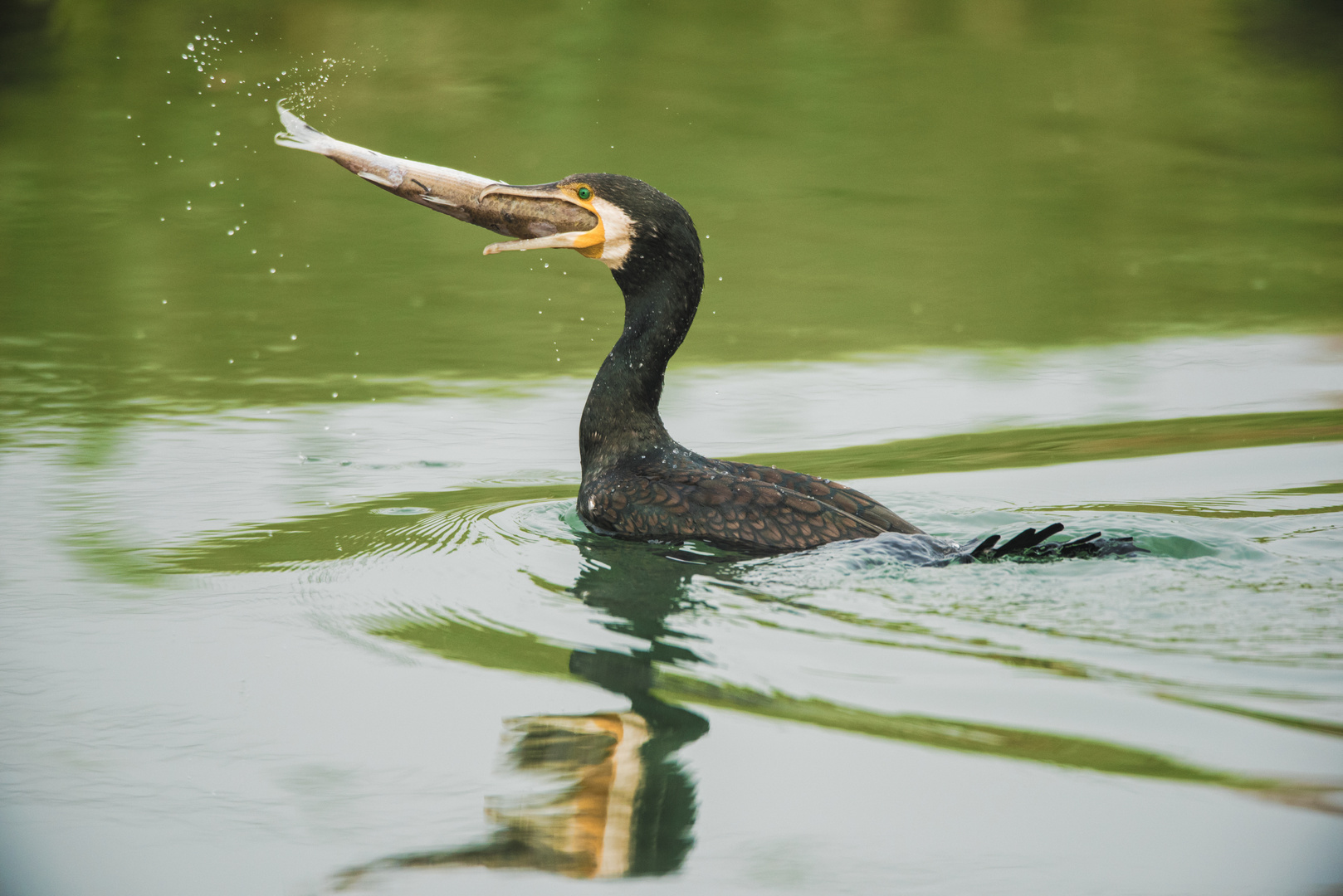 Cormorano