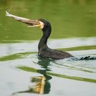 Cormorano