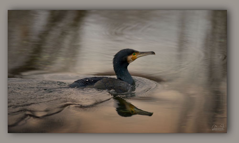 Cormorano