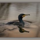 Cormorano