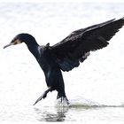 cormorano esibizionista