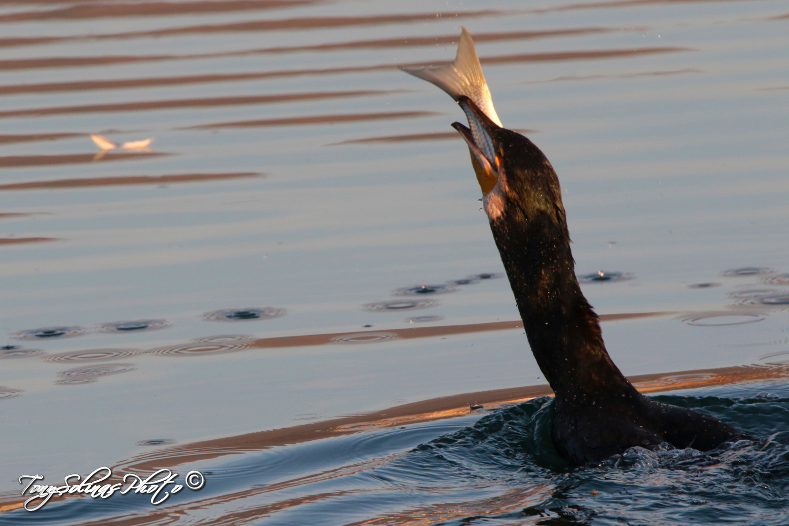 Cormorano